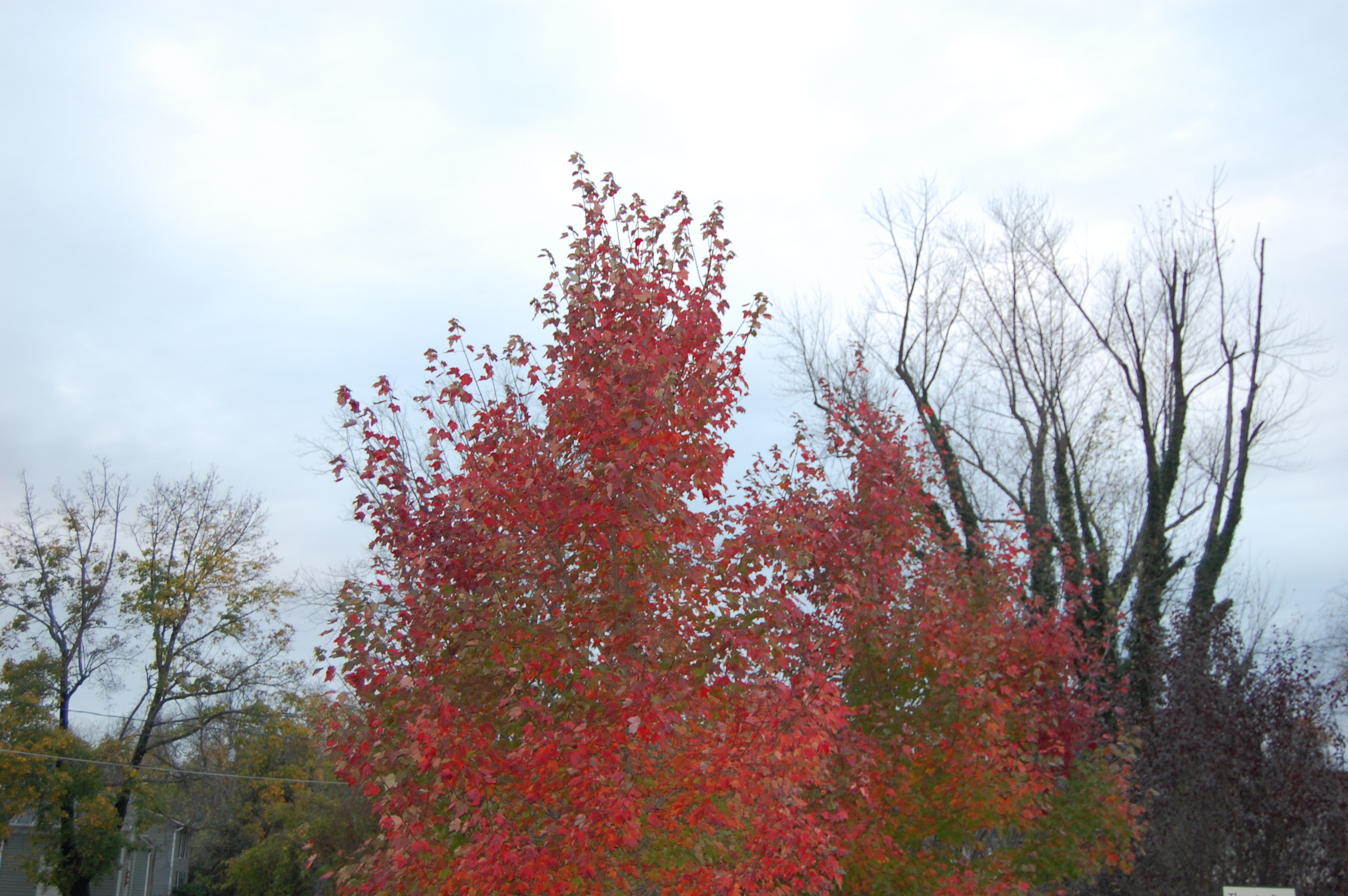 Red Tree, Dead Tree: Photo by Sharon Burtner
